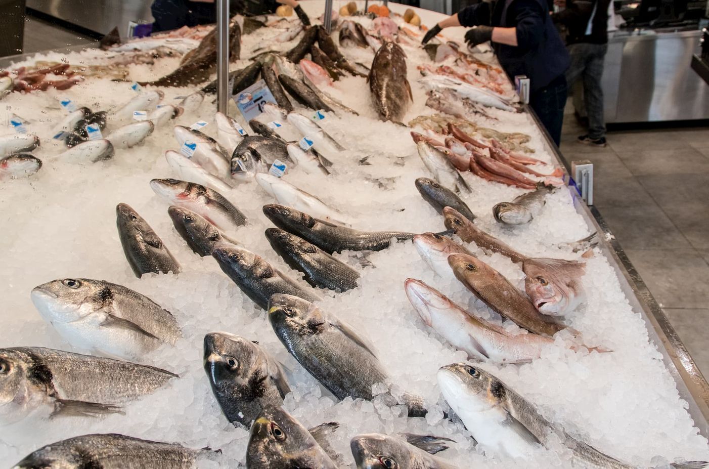 Fresh fish on ice at the counter
